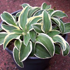 FUNNY MOUSE HOSTA